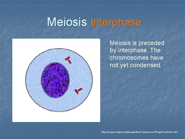 Meiosis Interphase Meiosis is preceded by interphase. The chromosomes have not yet condensed. http: Meiosis Interphase Meiosis is preceded by interphase. The chromosomes have not yet condensed. http: