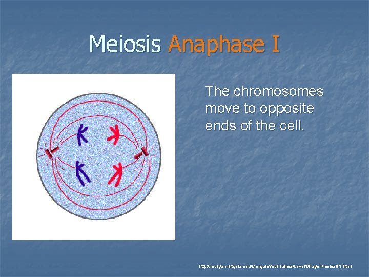 Meiosis Anaphase I The chromosomes move to opposite ends of the cell. http: //morgan.