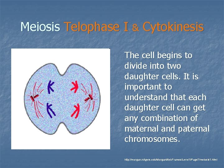 Meiosis Telophase I & Cytokinesis The cell begins to divide into two daughter cells. Meiosis Telophase I & Cytokinesis The cell begins to divide into two daughter cells.