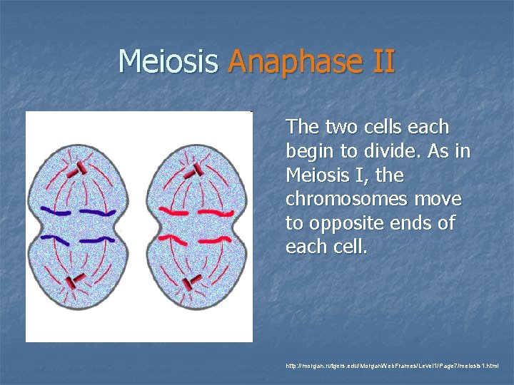 Meiosis Anaphase II The two cells each begin to divide. As in Meiosis I, Meiosis Anaphase II The two cells each begin to divide. As in Meiosis I,