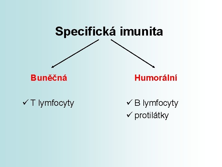 Specifická imunita Buněčná ü T lymfocyty Humorální ü B lymfocyty ü protilátky 