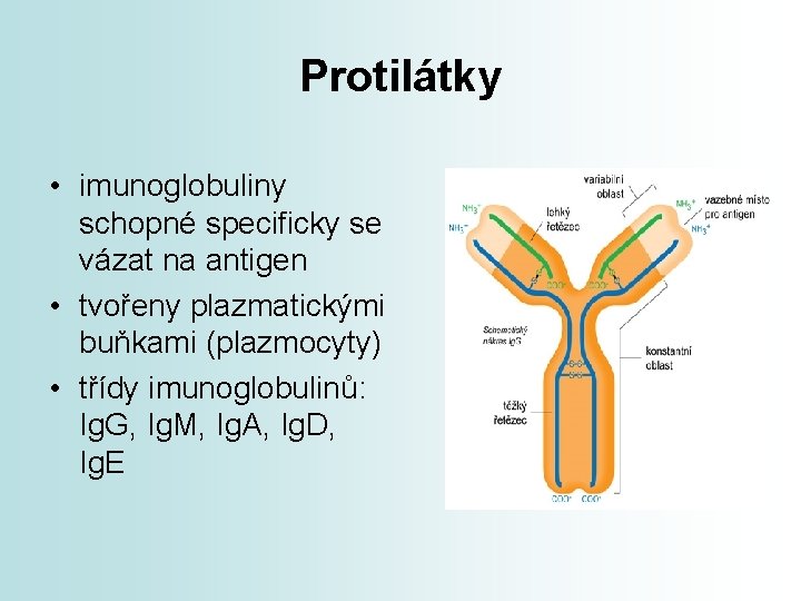 Protilátky • imunoglobuliny schopné specificky se vázat na antigen • tvořeny plazmatickými buňkami (plazmocyty)