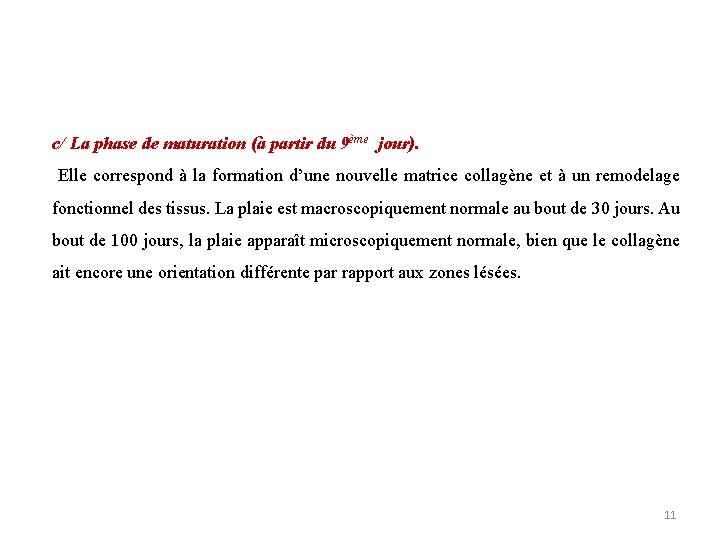 c/ La phase de maturation (à partir du 9ème jour). Elle correspond à la