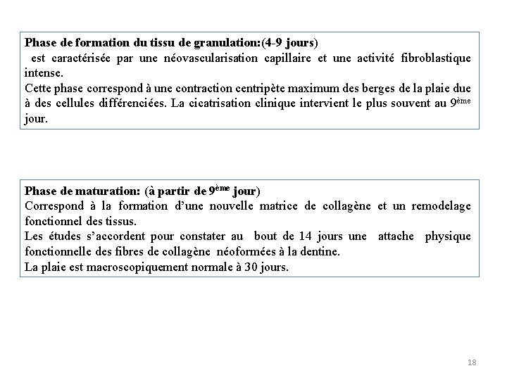 Phase de formation du tissu de granulation: (4 -9 jours) est caractérisée par une