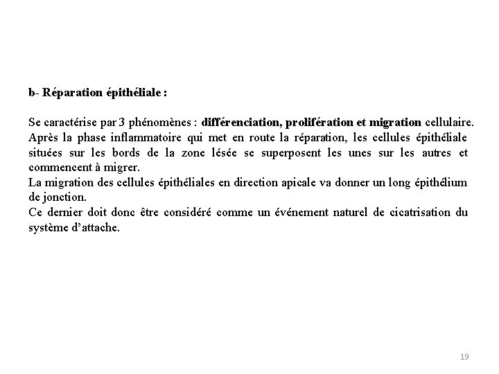 b- Réparation épithéliale : Se caractérise par 3 phénomènes : différenciation, prolifération et migration