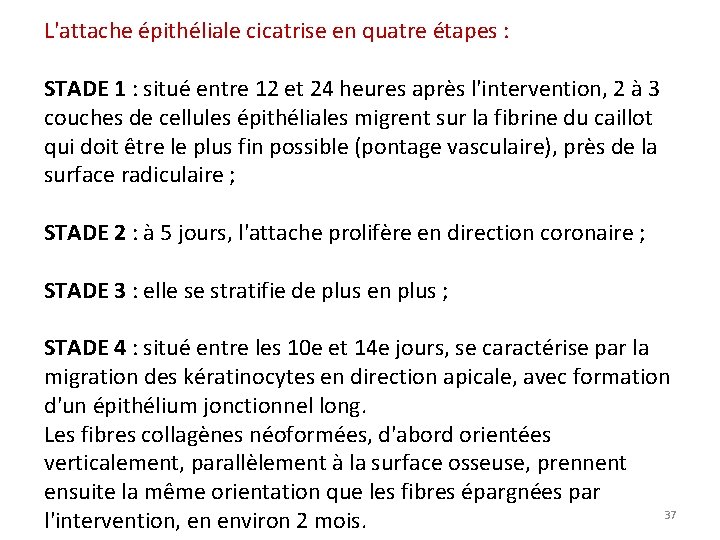 L'attache épithéliale cicatrise en quatre étapes : STADE 1 : situé entre 12 et