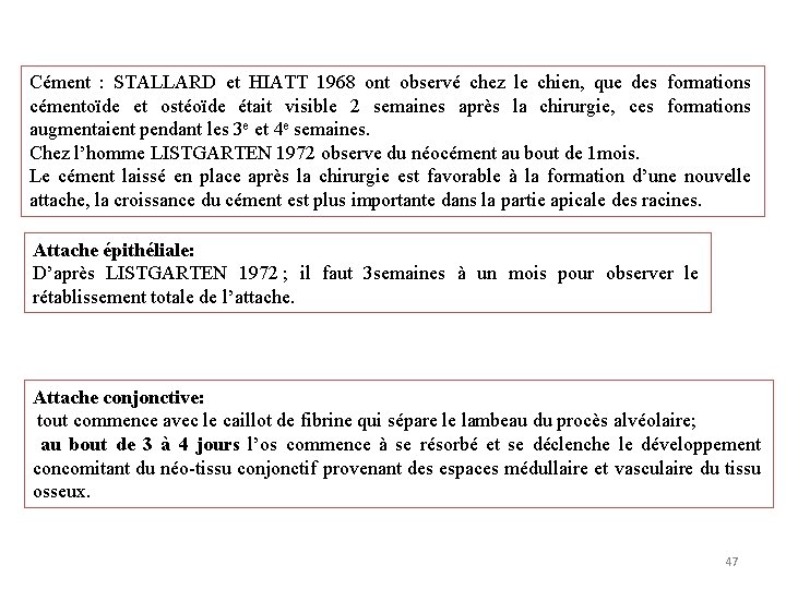 Cément : STALLARD et HIATT 1968 ont observé chez le chien, que des formations