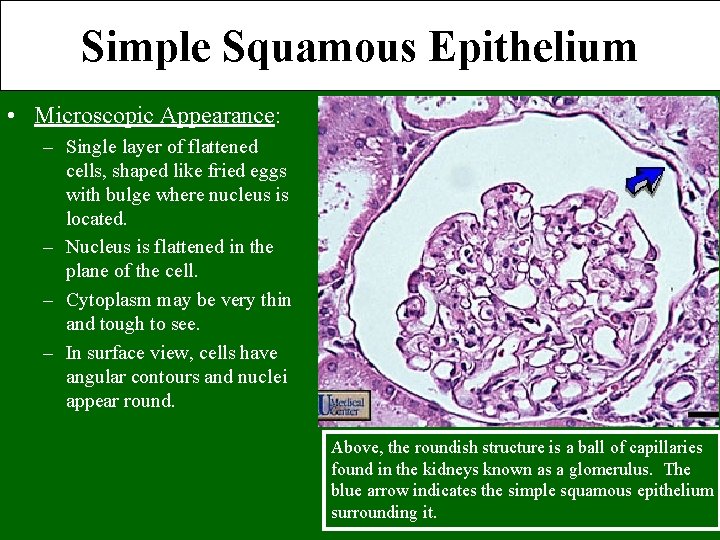 Simple Squamous Epithelium • Microscopic Appearance: – Single layer of flattened cells, shaped like