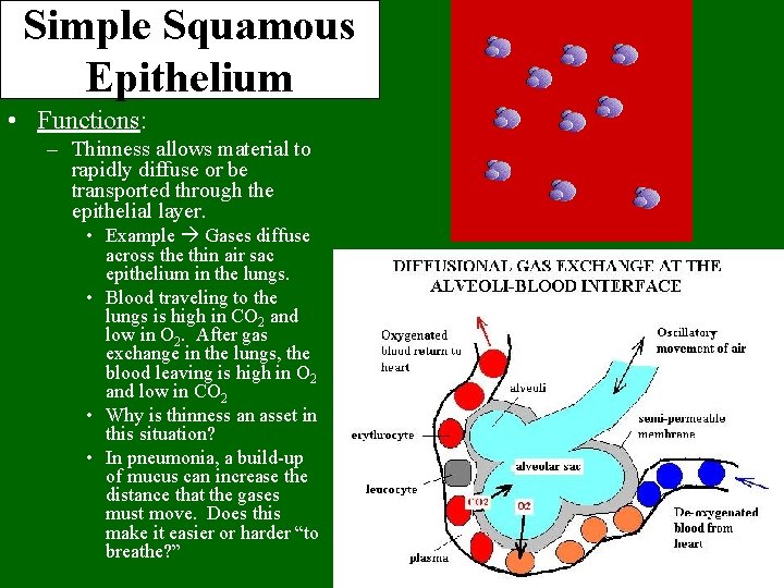 Simple Squamous Epithelium • Functions: – Thinness allows material to rapidly diffuse or be