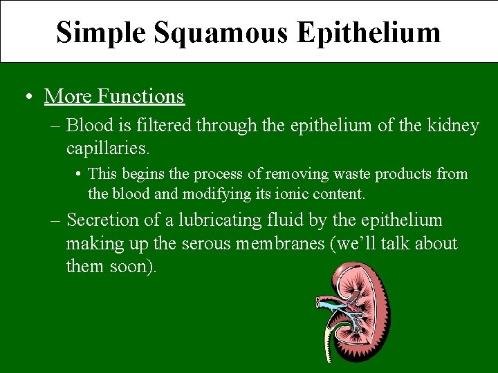Simple Squamous Epithelium • More Functions – Blood is filtered through the epithelium of