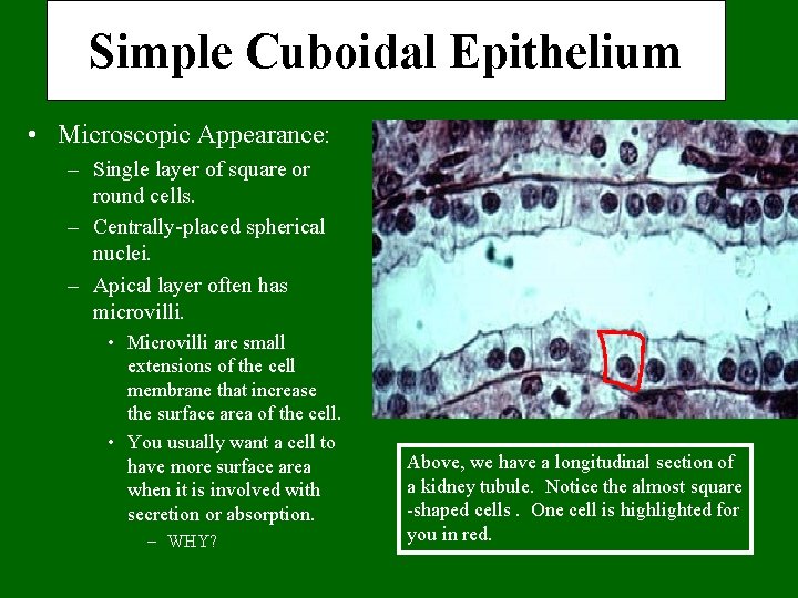 Simple Cuboidal Epithelium • Microscopic Appearance: – Single layer of square or round cells.