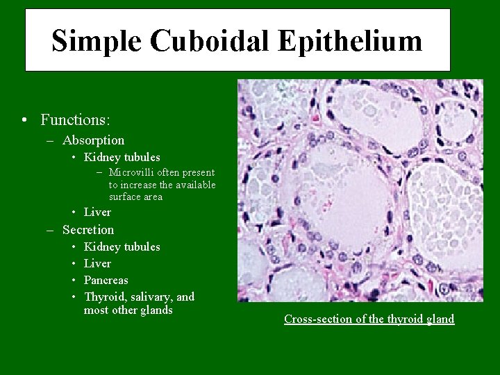 Simple Cuboidal Epithelium • Functions: – Absorption • Kidney tubules – Microvilli often present