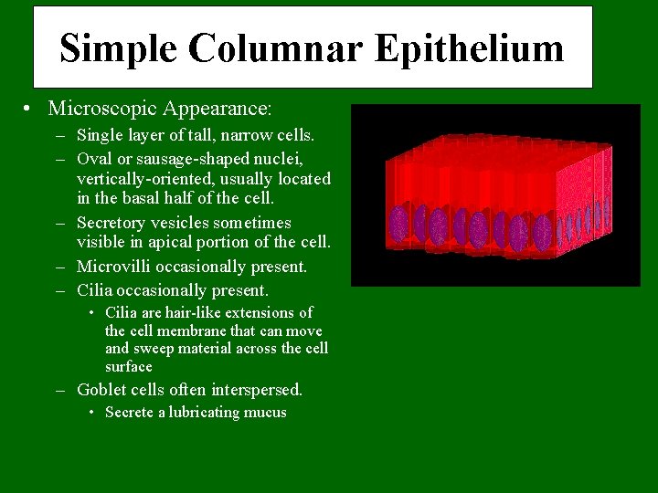 Simple Columnar Epithelium • Microscopic Appearance: – Single layer of tall, narrow cells. –