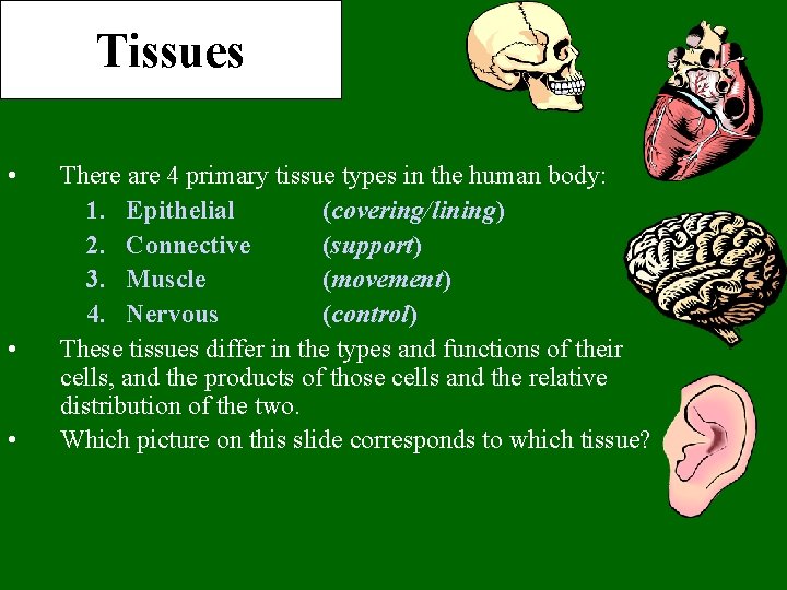 Tissues • • • There are 4 primary tissue types in the human body: