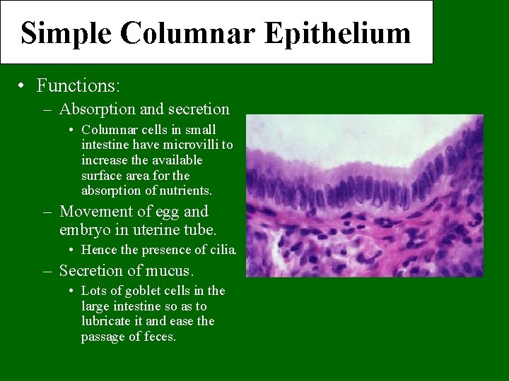 Simple Columnar Epithelium • Functions: – Absorption and secretion • Columnar cells in small