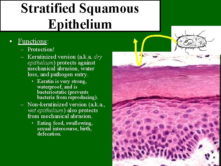 Stratified Squamous Epithelium • Functions: – Protection! – Keratinized version (a. k. a. dry