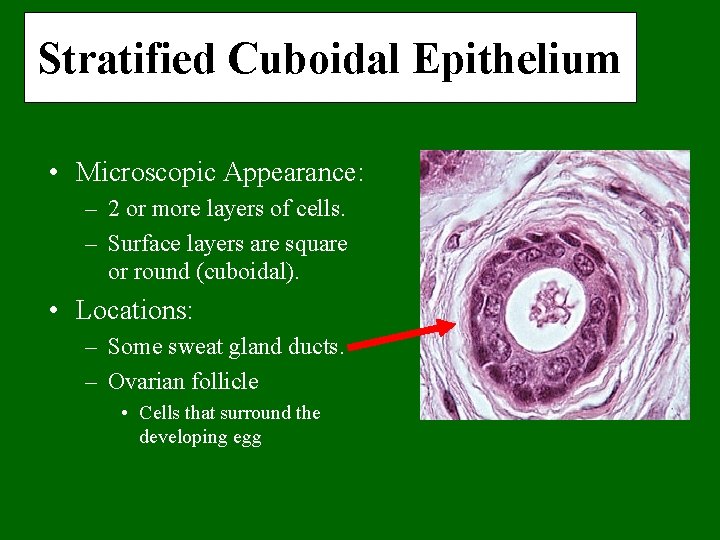 Stratified Cuboidal Epithelium • Microscopic Appearance: – 2 or more layers of cells. –