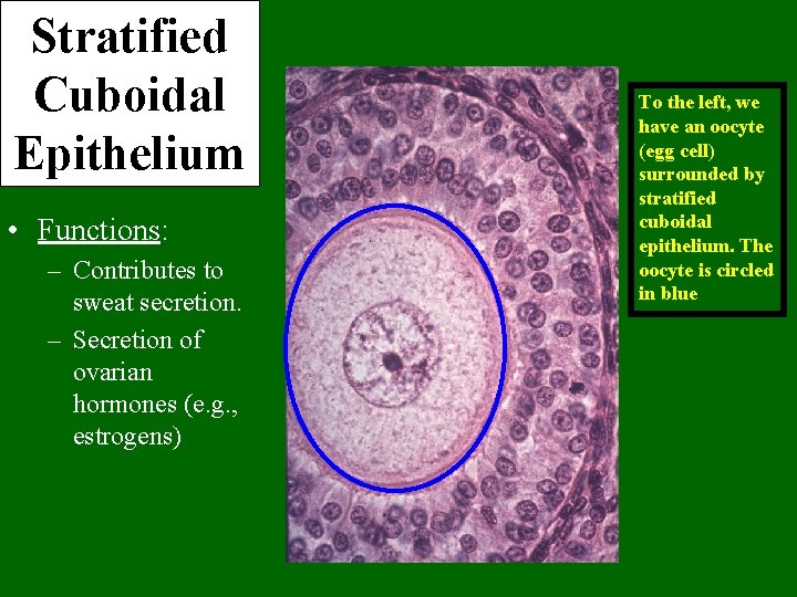 Stratified Cuboidal Epithelium • Functions: – Contributes to sweat secretion. – Secretion of ovarian