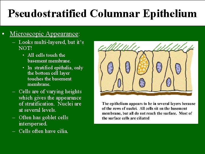 Pseudostratified Columnar Epithelium • Microscopic Appearance: – Looks multi-layered, but it’s NOT! • All