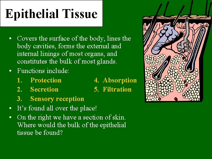 Epithelial Tissue • Covers the surface of the body, lines the body cavities, forms
