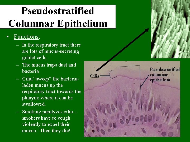 Pseudostratified Columnar Epithelium • Functions: – In the respiratory tract there are lots of