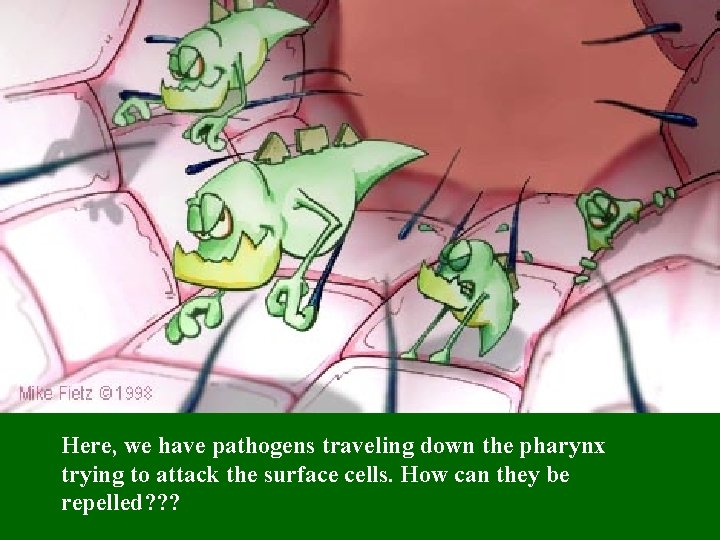 Here, we have pathogens traveling down the pharynx trying to attack the surface cells.