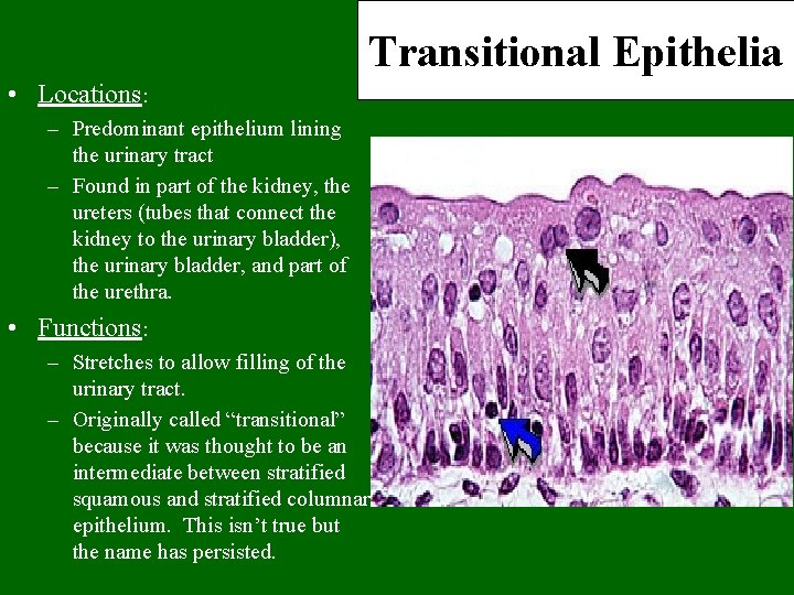 Transitional Epithelia • Locations: – Predominant epithelium lining the urinary tract – Found in
