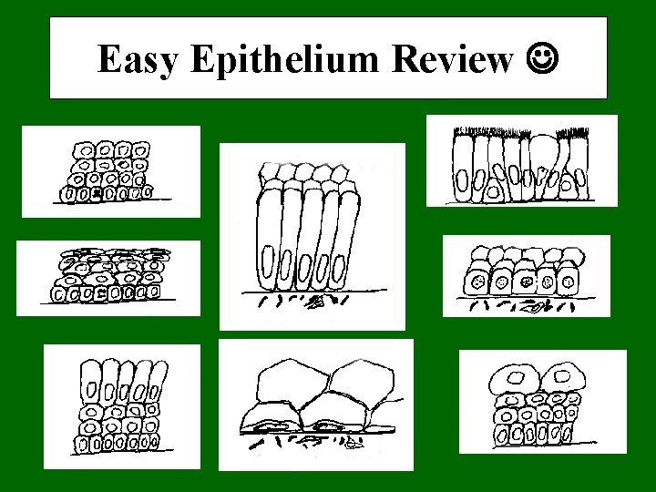 Easy Epithelium Review 