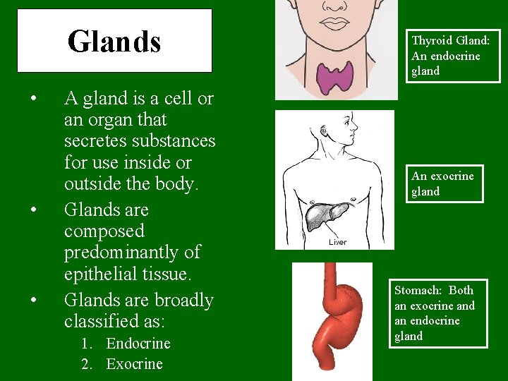 Glands • • • A gland is a cell or an organ that secretes