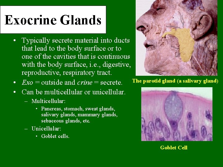 Exocrine Glands • Typically secrete material into ducts that lead to the body surface