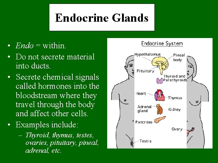 Endocrine Glands • Endo = within. • Do not secrete material into ducts. •