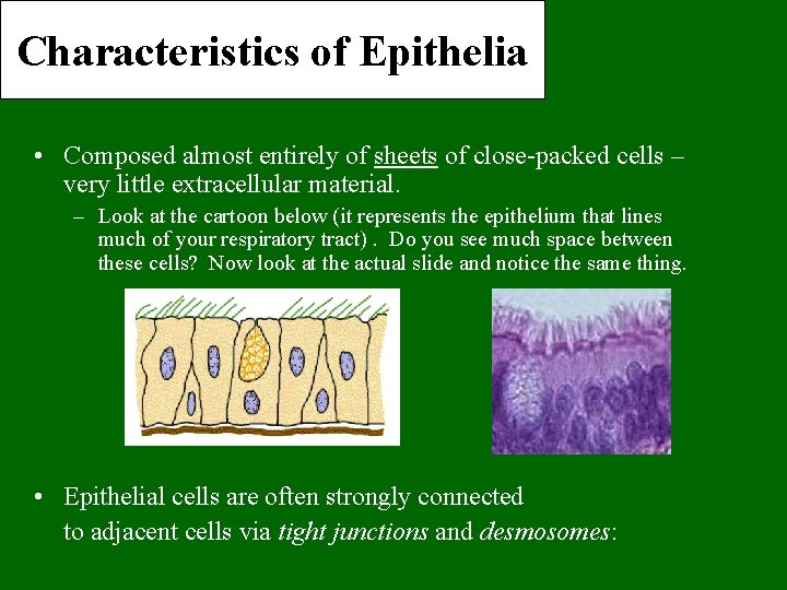 Characteristics of Epithelia • Composed almost entirely of sheets of close-packed cells – very