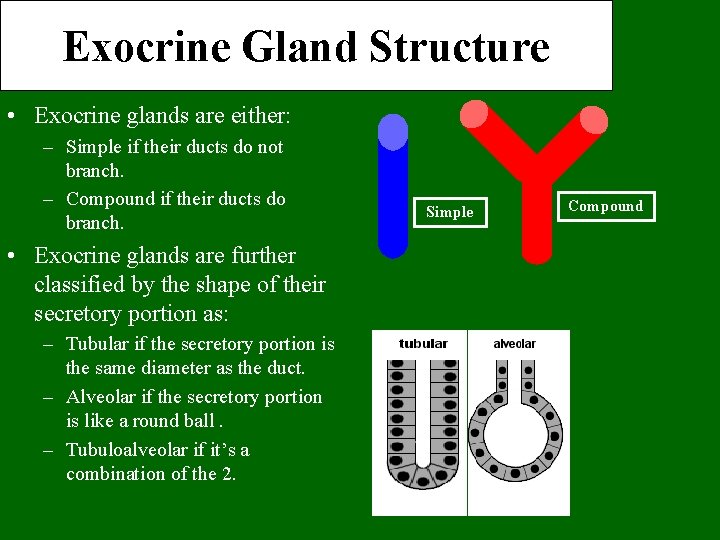 Exocrine Gland Structure • Exocrine glands are either: – Simple if their ducts do