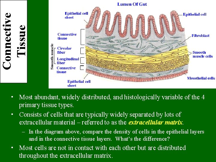 Connective Tissue • Most abundant, widely distributed, and histologically variable of the 4 primary