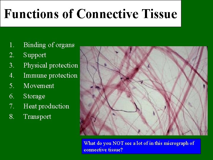 Functions of Connective Tissue 1. 2. 3. 4. 5. 6. 7. 8. Binding of