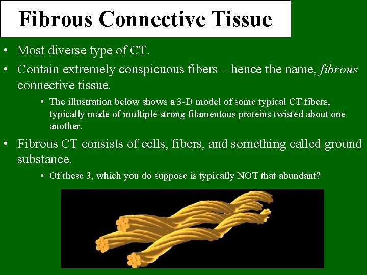 Fibrous Connective Tissue • Most diverse type of CT. • Contain extremely conspicuous fibers