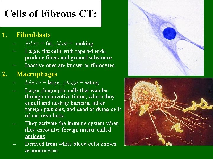 Cells of Fibrous CT: 1. Fibroblasts – – – 2. Fibro = fat, blast