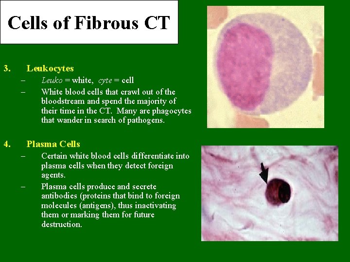Cells of Fibrous CT 3. Leukocytes – – 4. Leuko = white, cyte =