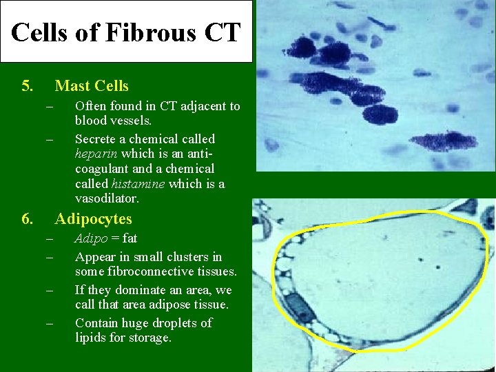 Cells of Fibrous CT 5. Mast Cells – – 6. Often found in CT