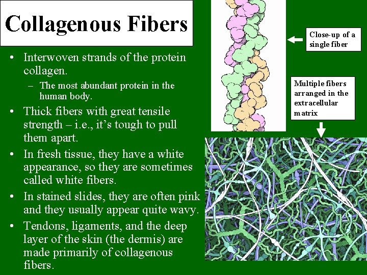 Collagenous Fibers Close-up of a single fiber • Interwoven strands of the protein collagen.