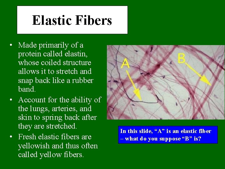 Elastic Fibers • Made primarily of a protein called elastin, whose coiled structure allows