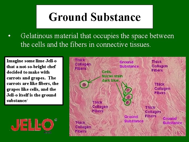 Ground Substance • Gelatinous material that occupies the space between the cells and the