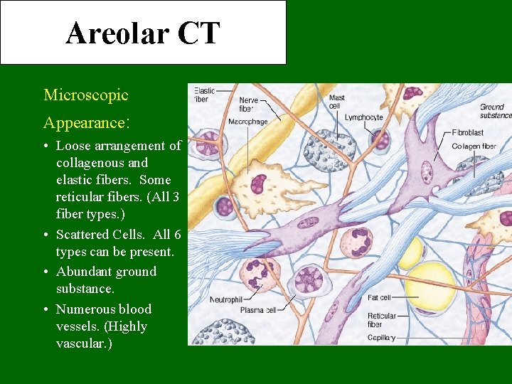 Areolar CT Microscopic Appearance: • Loose arrangement of collagenous and elastic fibers. Some reticular