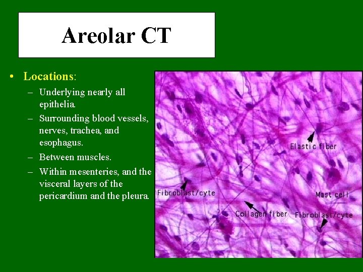 Areolar CT • Locations: – Underlying nearly all epithelia. – Surrounding blood vessels, nerves,