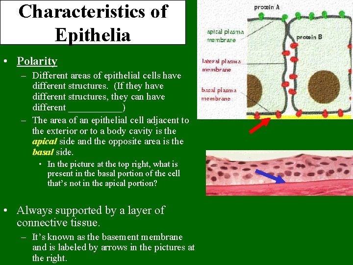 Characteristics of Epithelia • Polarity – Different areas of epithelial cells have different structures.