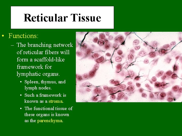 Reticular Tissue • Functions: – The branching network of reticular fibers will form a