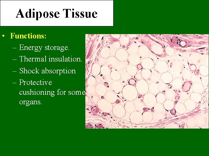 Adipose Tissue • Functions: – Energy storage. – Thermal insulation. – Shock absorption –