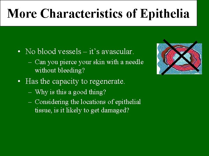 More Characteristics of Epithelia • No blood vessels – it’s avascular. – Can you