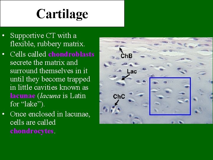 Cartilage • Supportive CT with a flexible, rubbery matrix. • Cells called chondroblasts secrete