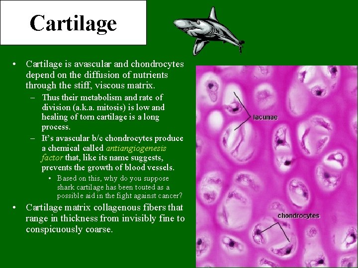 Cartilage • Cartilage is avascular and chondrocytes depend on the diffusion of nutrients through